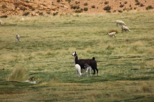 Fauna tipica de la zona
